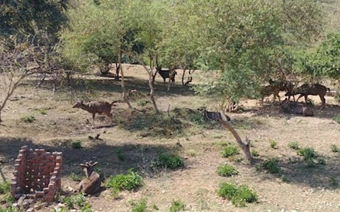Sajjangarh Wildlife Sanctuary